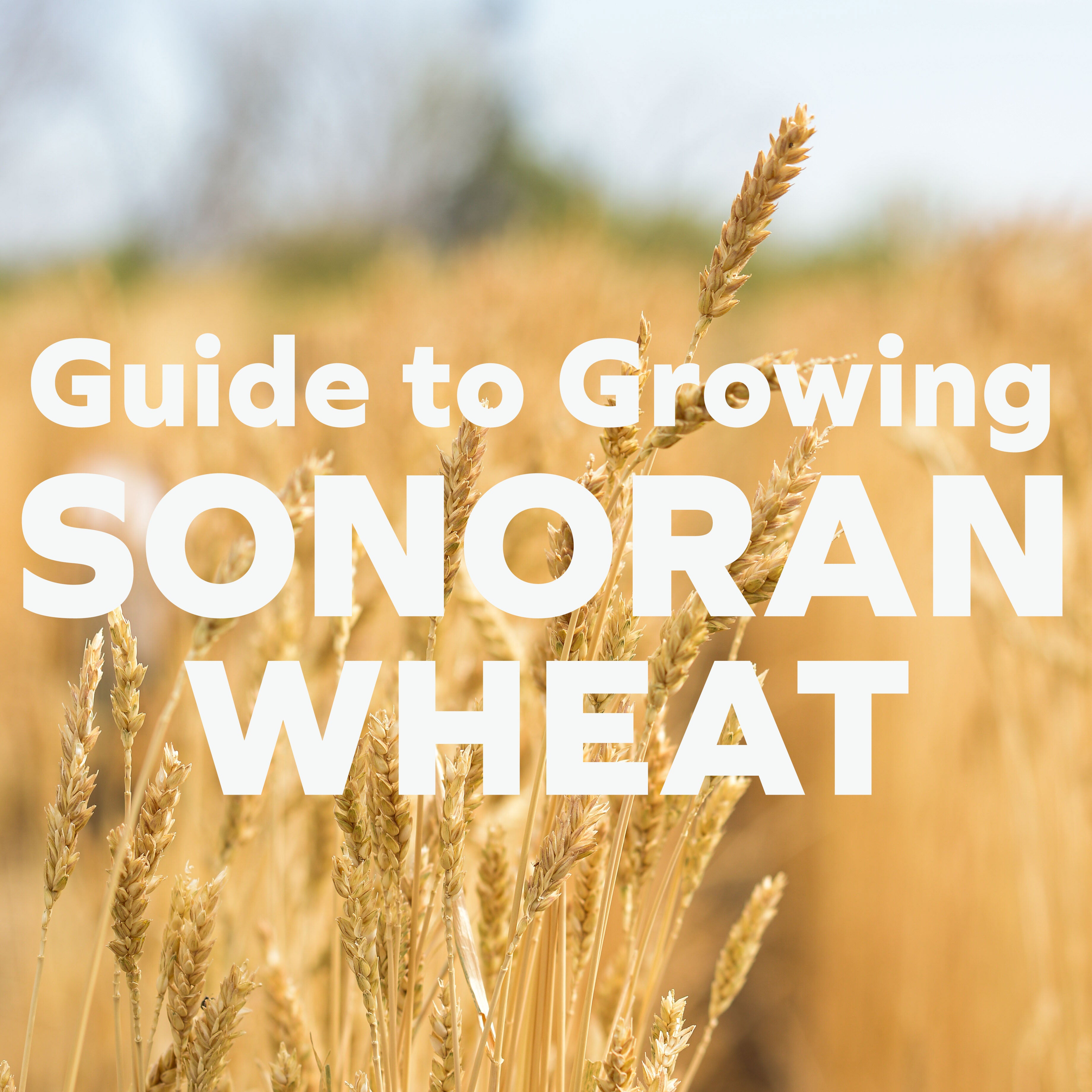 Grow Sonoran Wheat: 1-Page Quick Start Guide for Zone 8a (DIGITAL FILE)