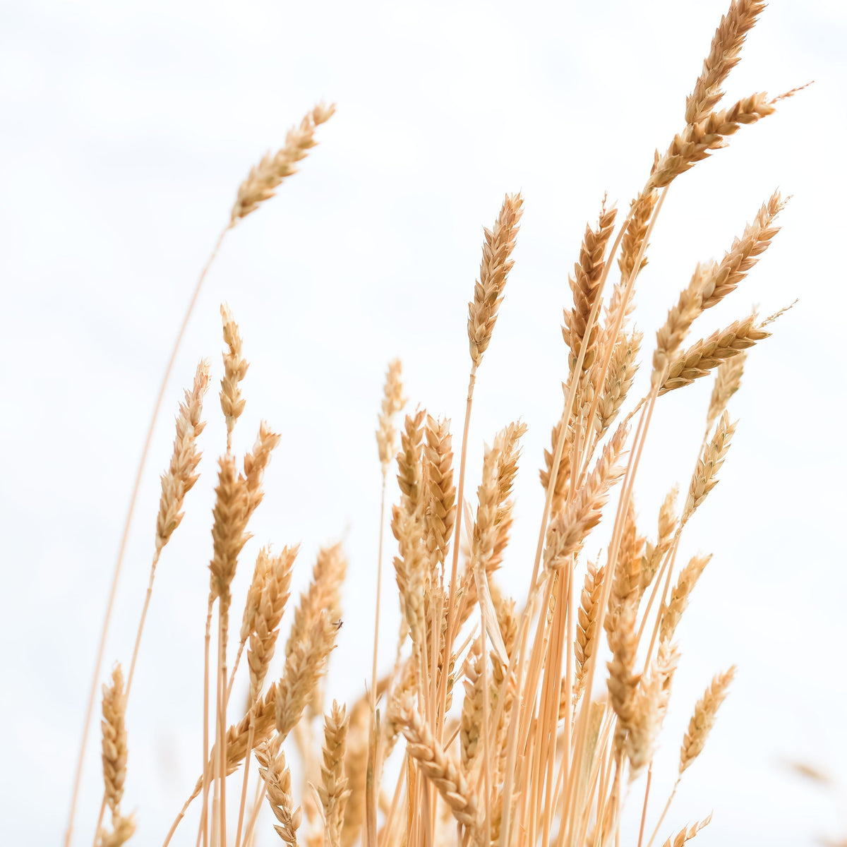 The Cornerstone of Fate: Sonoran Wheat
